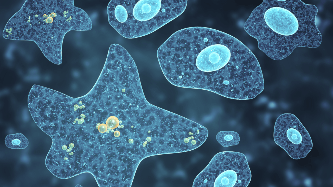 Waspada Amuba Pemakan Otak: Kasus Naegleria Fowleri Meningkat di Kerala India