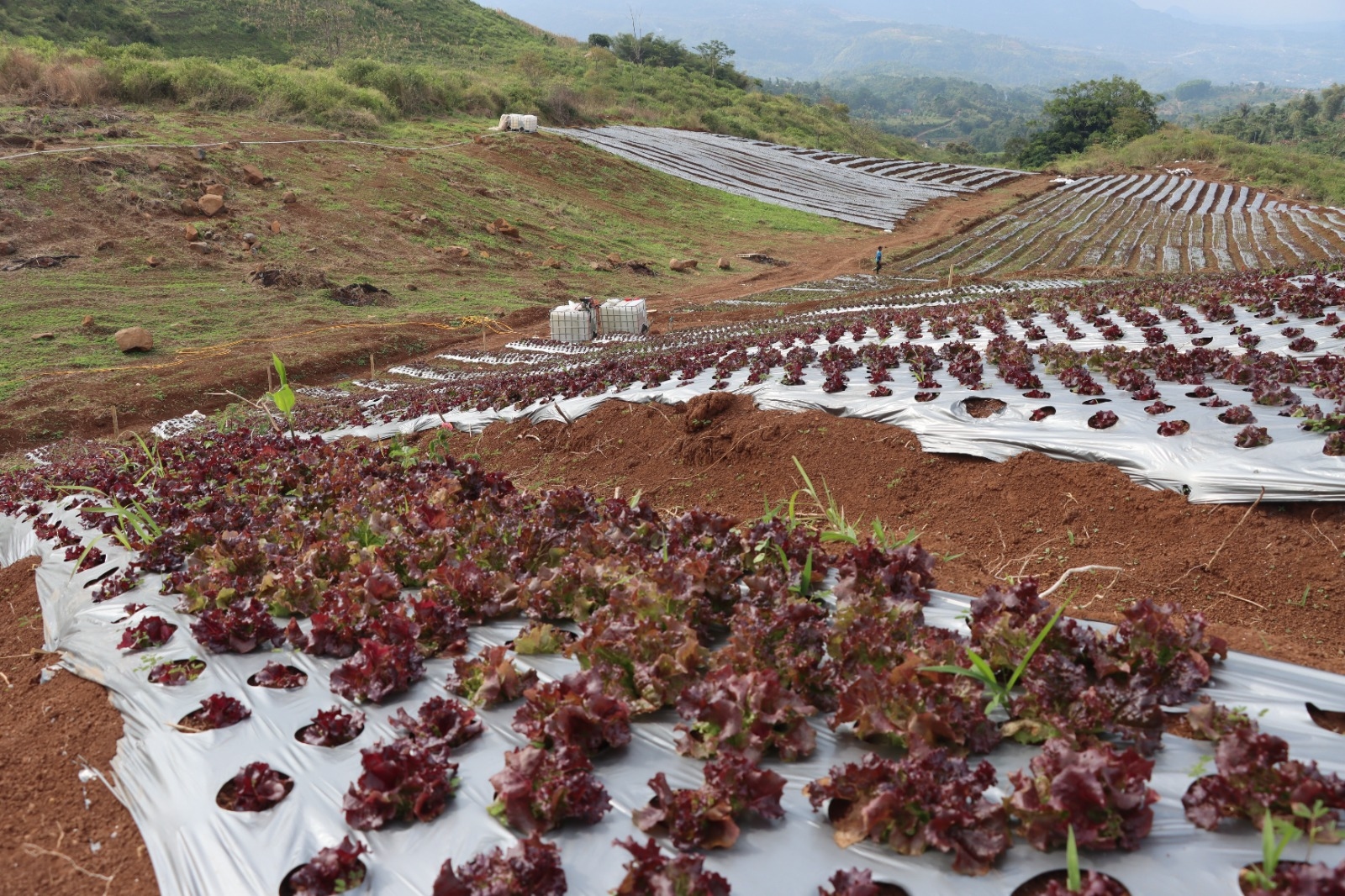 Di Atas HPL Badan Bank Tanah, Selada Merah Sumedang Bisa Tembus ke Pasar Korsel