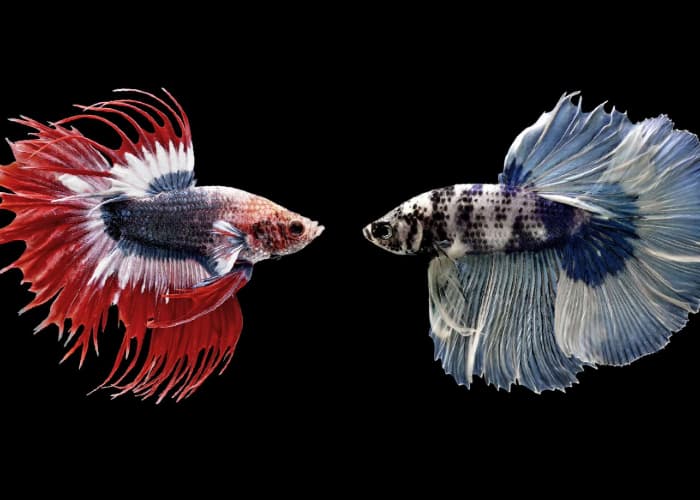 Hati-Hati, 7 Ikan yang Enggak Cocok Dicampur di Akuarium