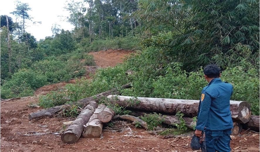 Kemenhut Bongkar Modus Timber Laundering di Sumatera Utara, Siap Ambil Tindakan Hukum