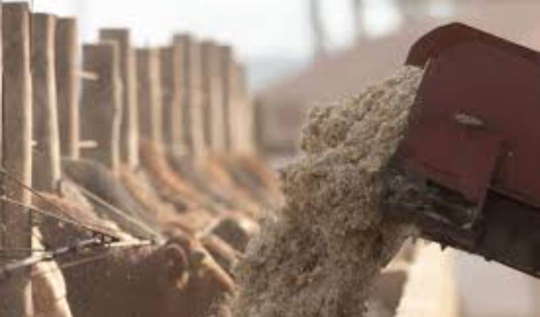 Cara Membuat Konsentrat Sapi dari Bahan Lokal agar Cepat Gemuk dan Sehat