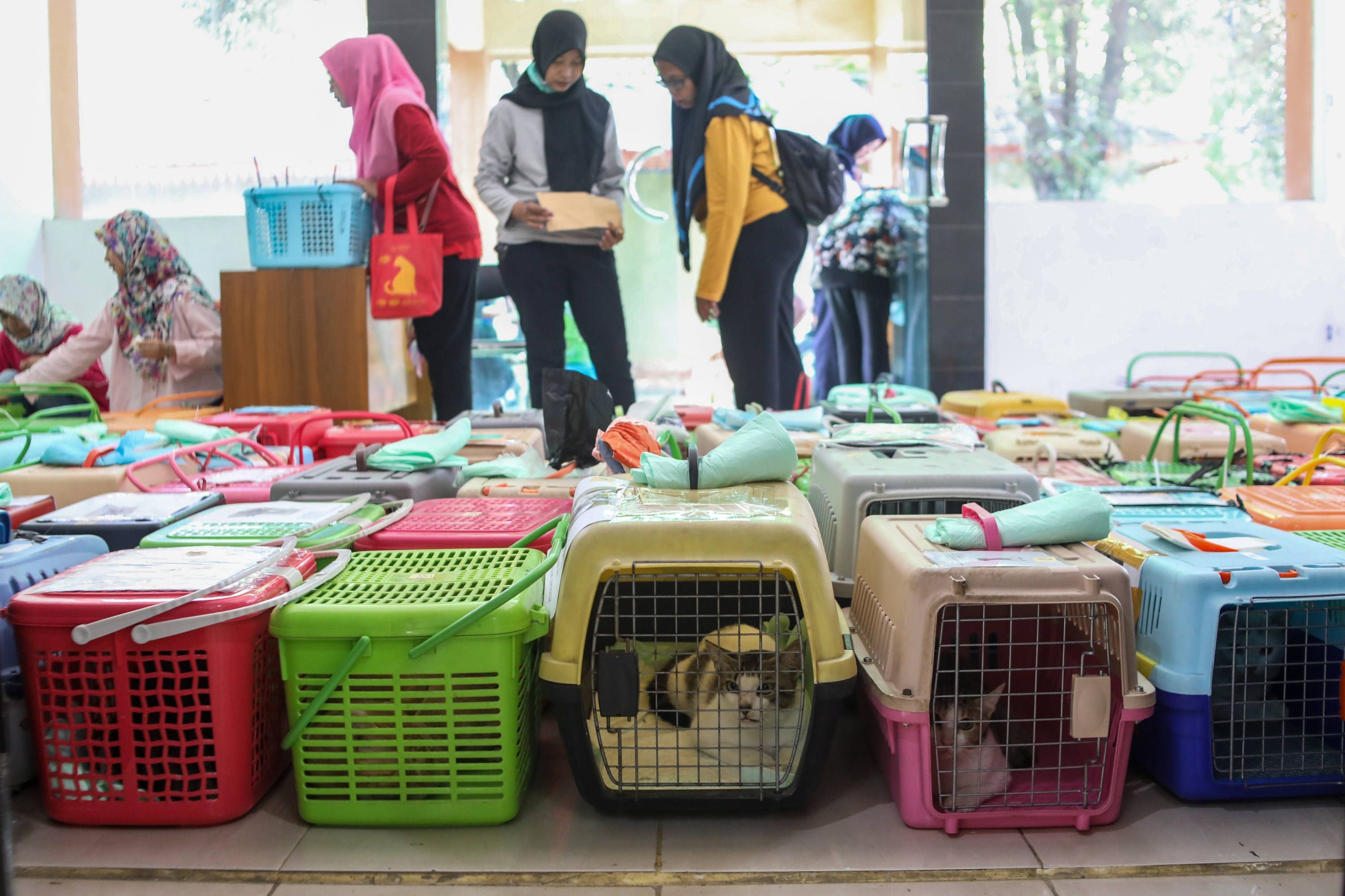 Cara Menghilangkan Jamur di Tempat Makan Kucing