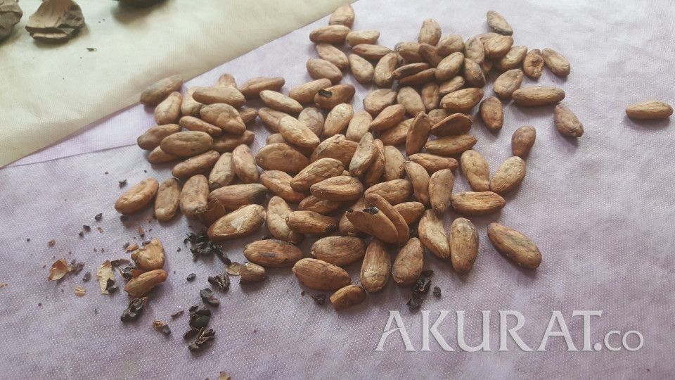 Kemendag: HR Kakao Februari Naik, Dipicu Bursa dan Permintaan Global