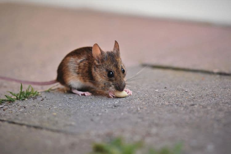 Kenapa Tikus Sering Masuk Dapur? Ini Alasan dan Cara Mengatasinya